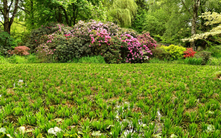 garden, Pond, Park, Trees, Shrubs, Nature, Landscape HD Wallpaper Desktop Background