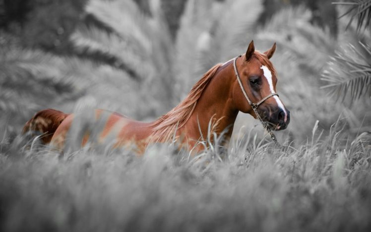 horse, Nature HD Wallpaper Desktop Background
