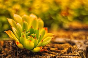 land, Plant, Blur, Cactus