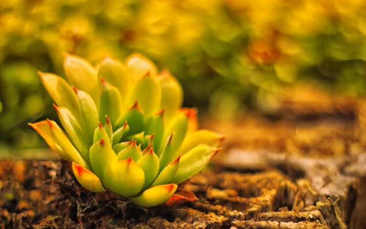 land, Plant, Blur, Cactus HD Wallpaper Desktop Background