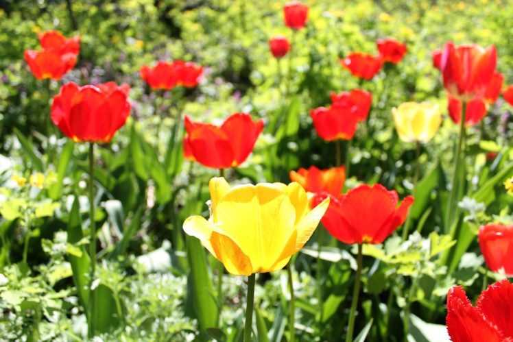 tulips, Flowers, Spring, Morning, Yellow, Red, Sunlight HD Wallpaper Desktop Background