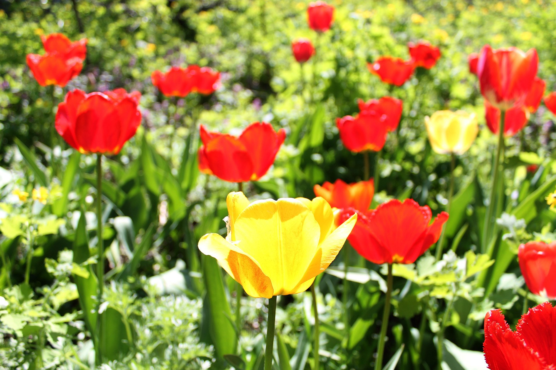 tulips, Flowers, Spring, Morning, Yellow, Red, Sunlight Wallpaper