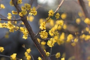 dogwood, Tree, Cornus, Flowers, Blossom, Flowering, Spring