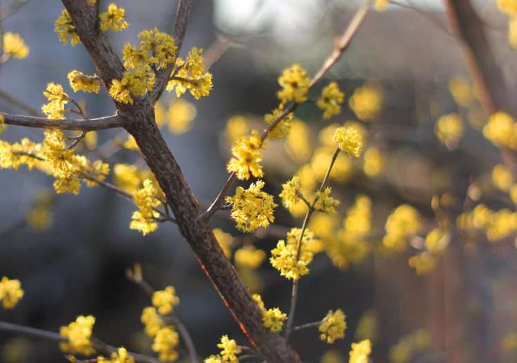 dogwood, Tree, Cornus, Flowers, Blossom, Flowering, Spring HD Wallpaper Desktop Background