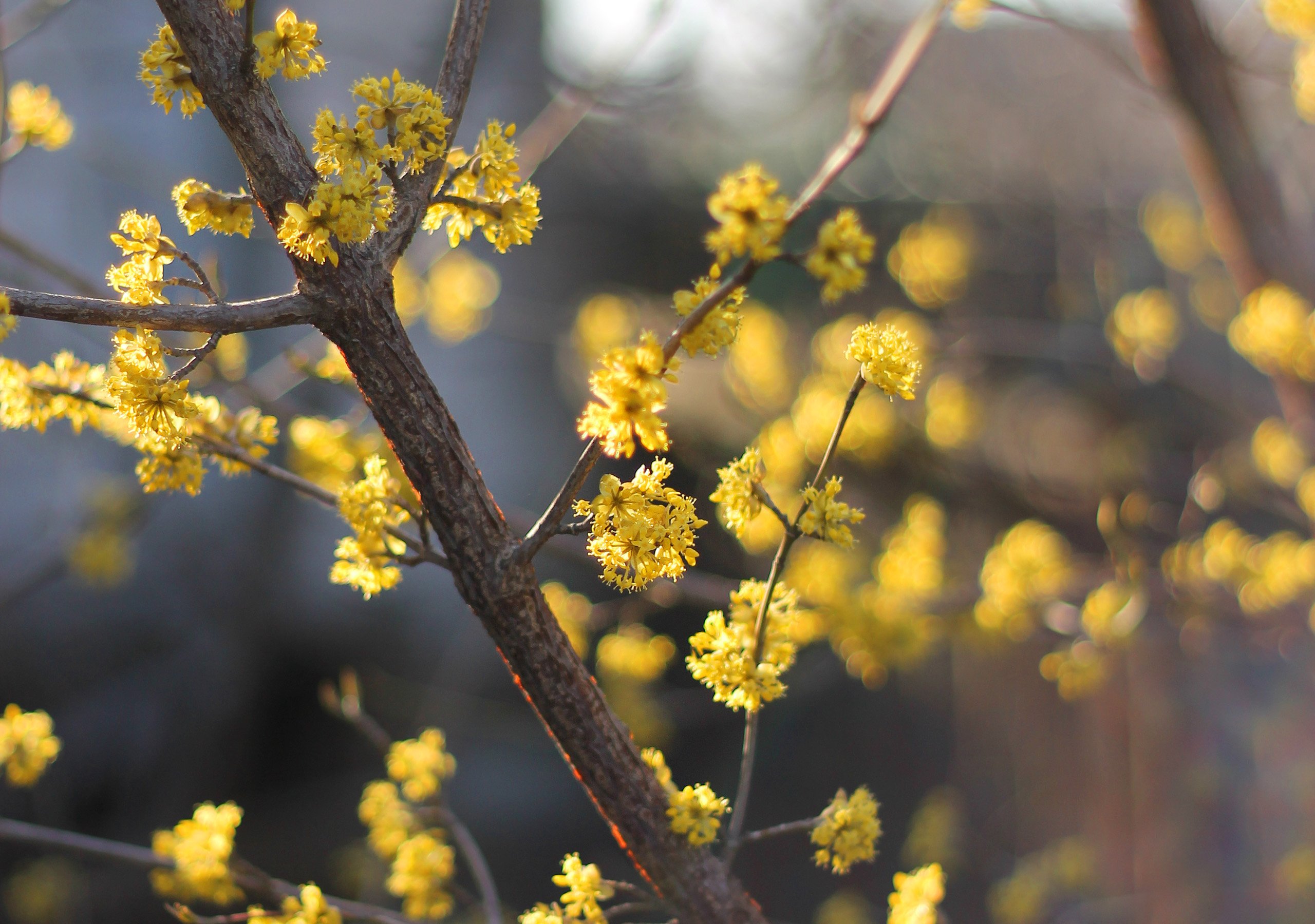 dogwood, Tree, Cornus, Flowers, Blossom, Flowering, Spring Wallpaper