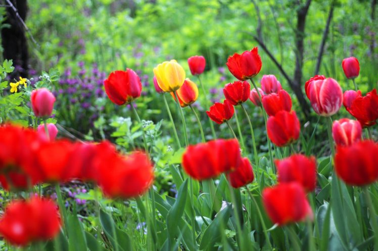 tulips, Flowers, Flowering, Spring, Garden HD Wallpaper Desktop Background