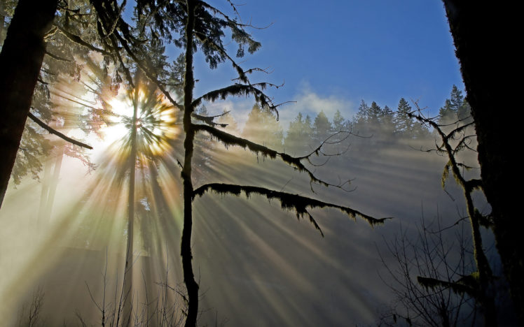 nature, Forest, Sun, Sunshine, Trees, Moss HD Wallpaper Desktop Background