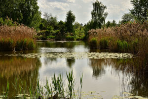 pond, Trees, Plants, Landscape, Reflection