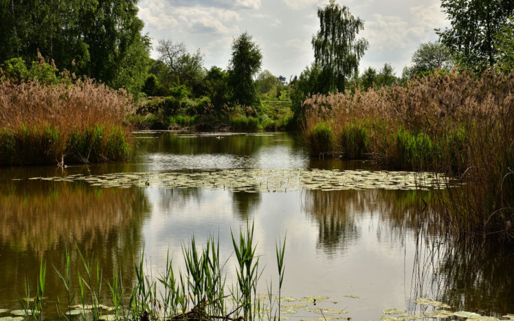 pond, Trees, Plants, Landscape, Reflection HD Wallpaper Desktop Background