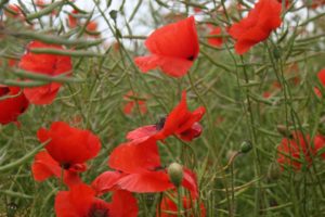 poppies, Red, Flowers, Grass, Nature