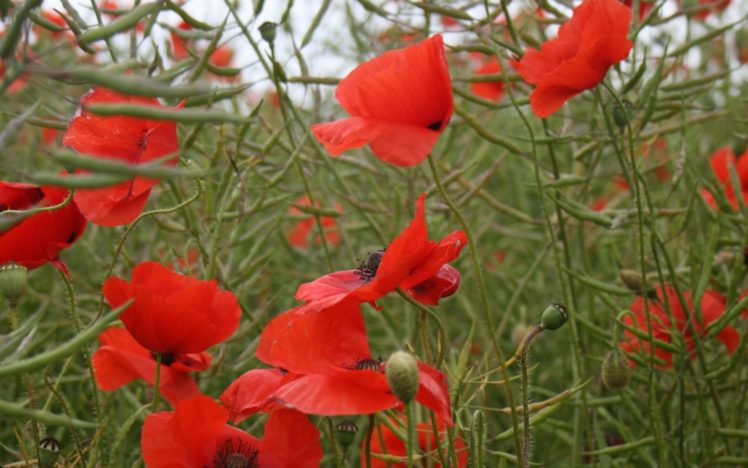 poppies, Red, Flowers, Grass, Nature HD Wallpaper Desktop Background