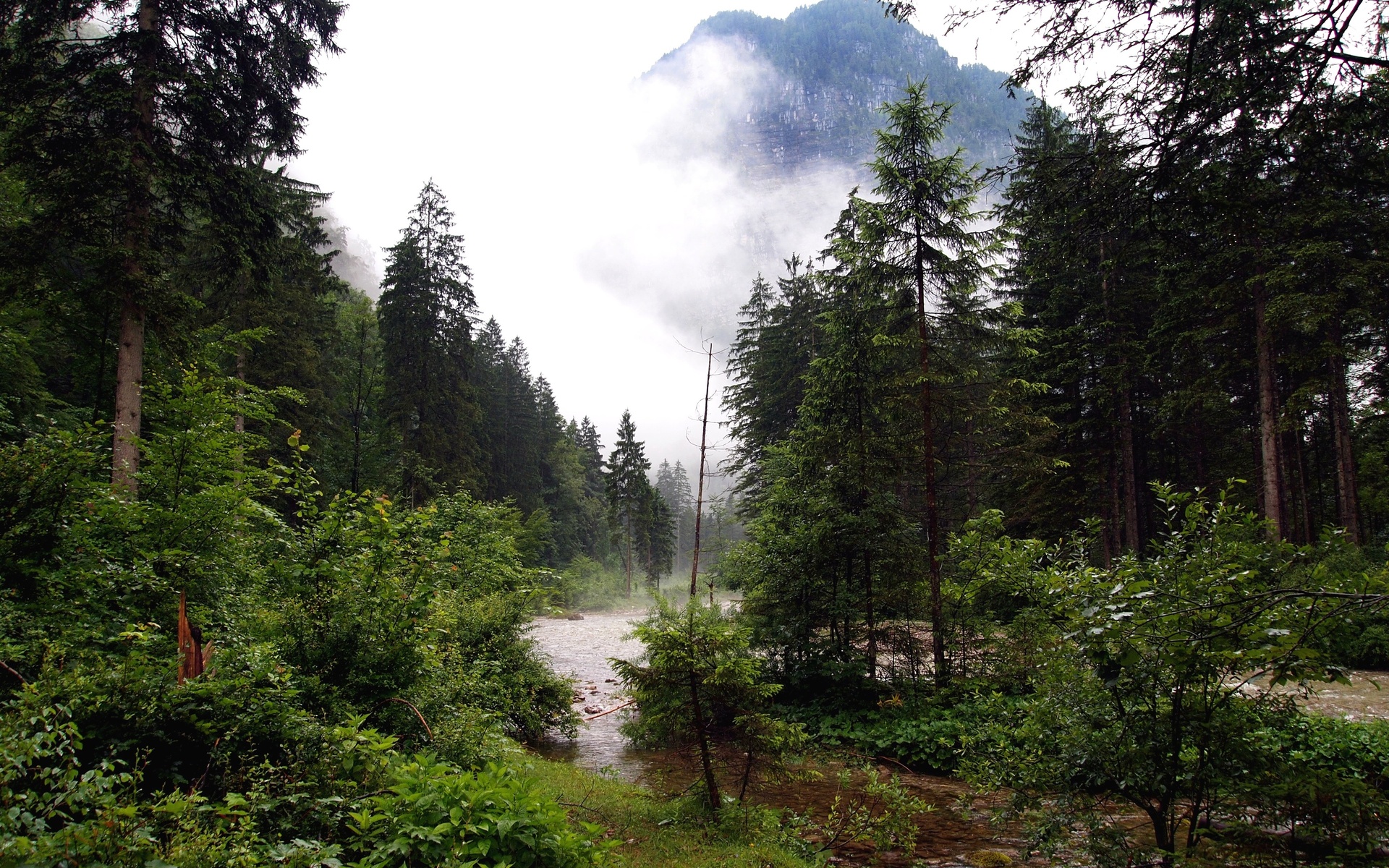 river, Forest, Nature Wallpaper