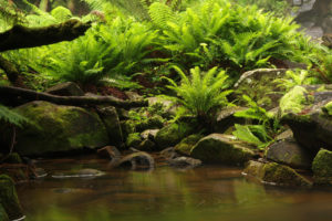 stream, Rocks, Fern, Nature