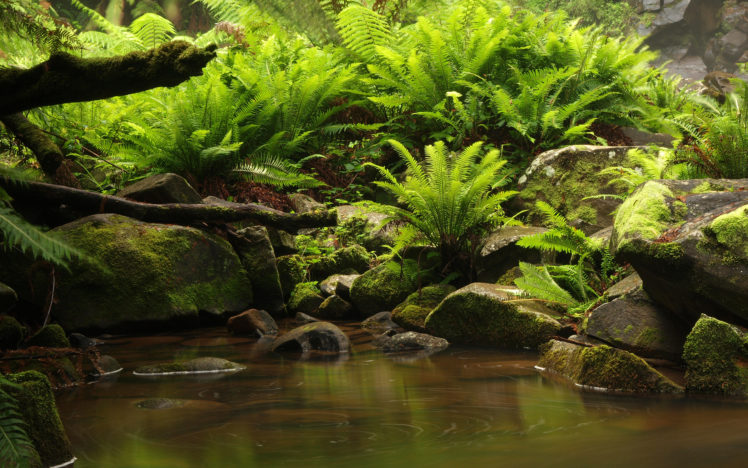 stream, Rocks, Fern, Nature HD Wallpaper Desktop Background
