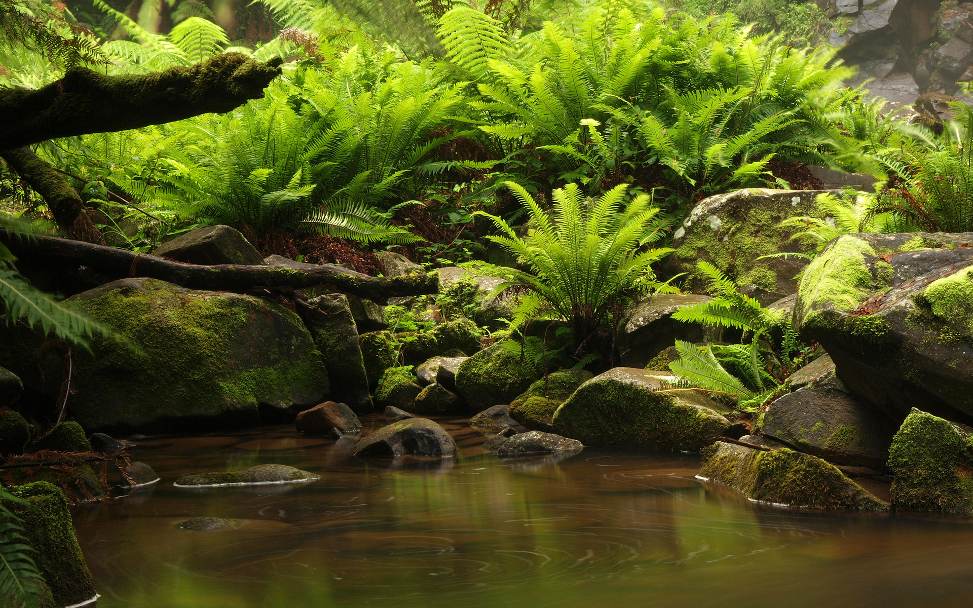 stream, Rocks, Fern, Nature Wallpaper