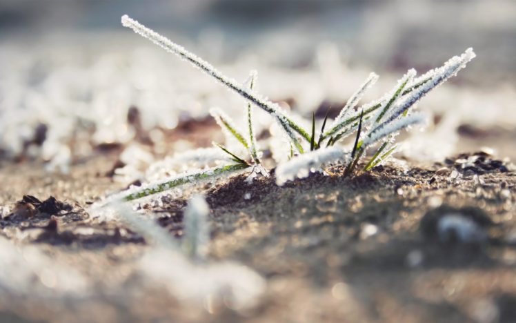 snow, Dew, On, Grass HD Wallpaper Desktop Background