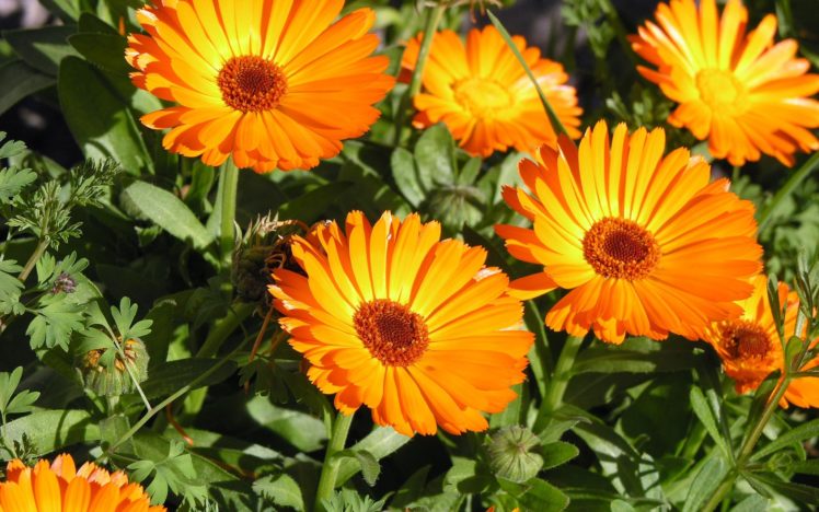 nature, Flower, Orange, Color, Beauty HD Wallpaper Desktop Background