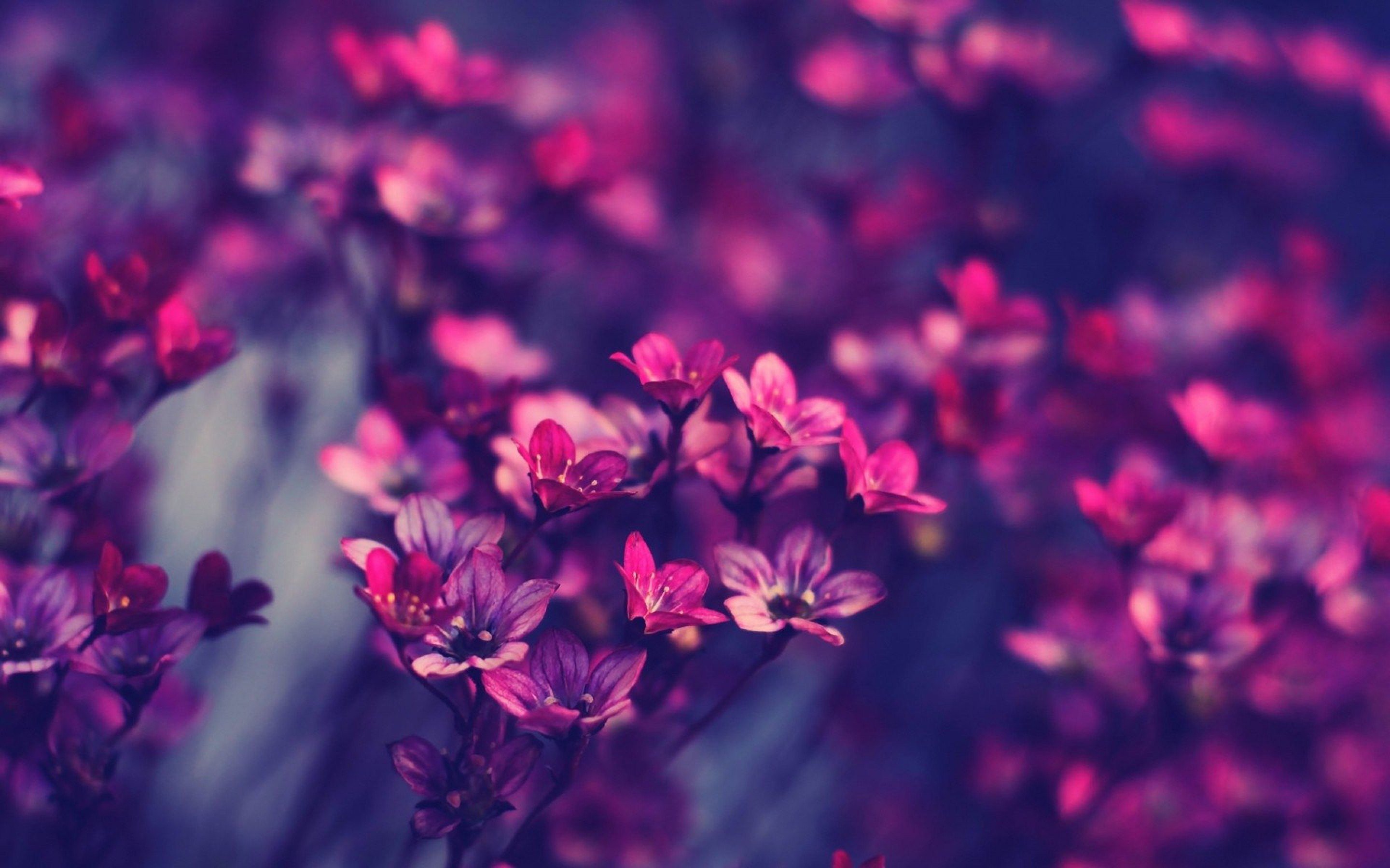 violet flowers Wallpaper
