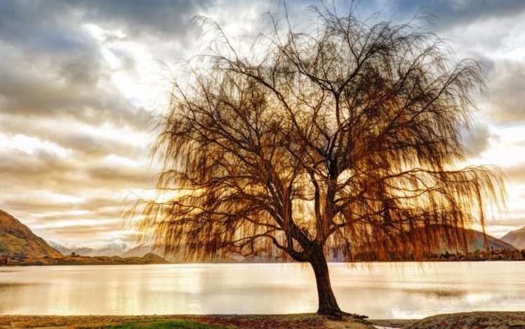 shore, Laken, Tree, Reflection HD Wallpaper Desktop Background