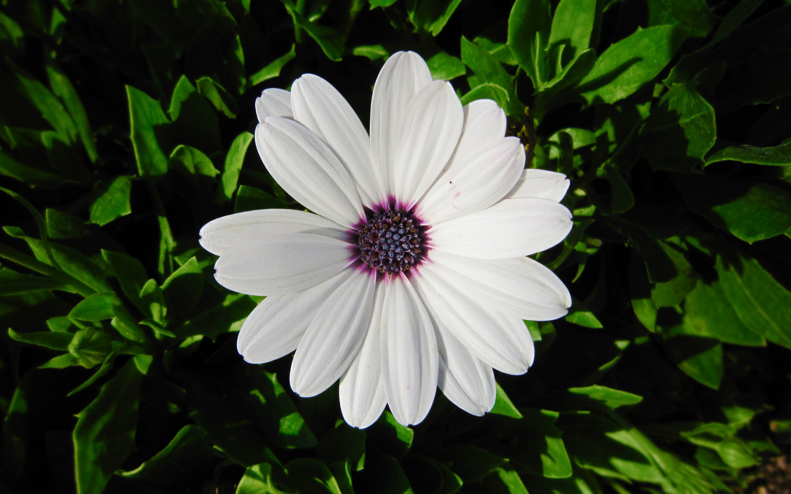 white, Flower, Hdr Wallpaper