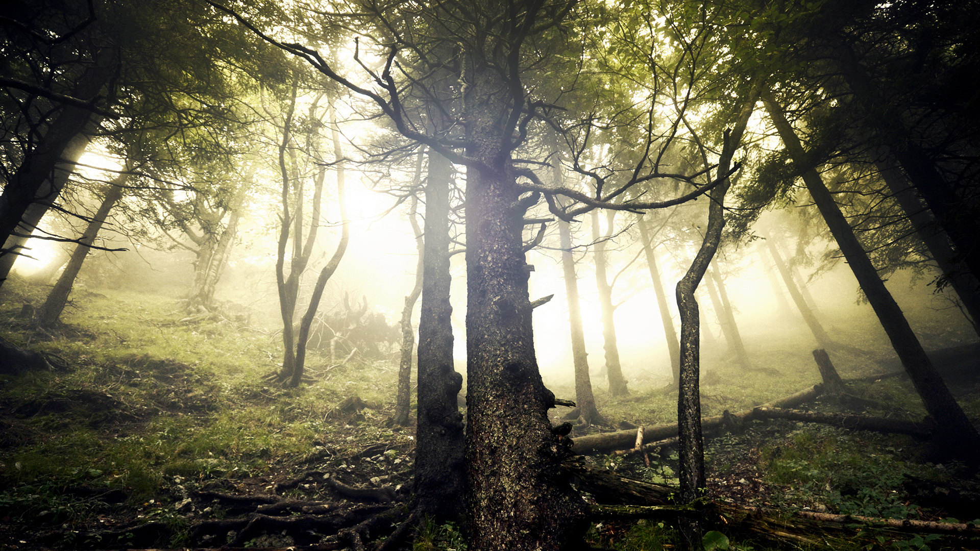 trees, Forest Wallpaper