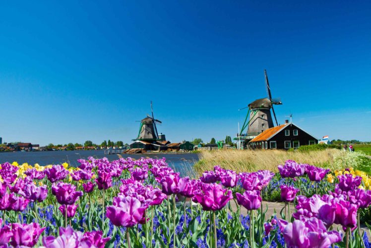 prado, Tulipanes, Molino, Holanda, Paisaje HD Wallpaper Desktop Background