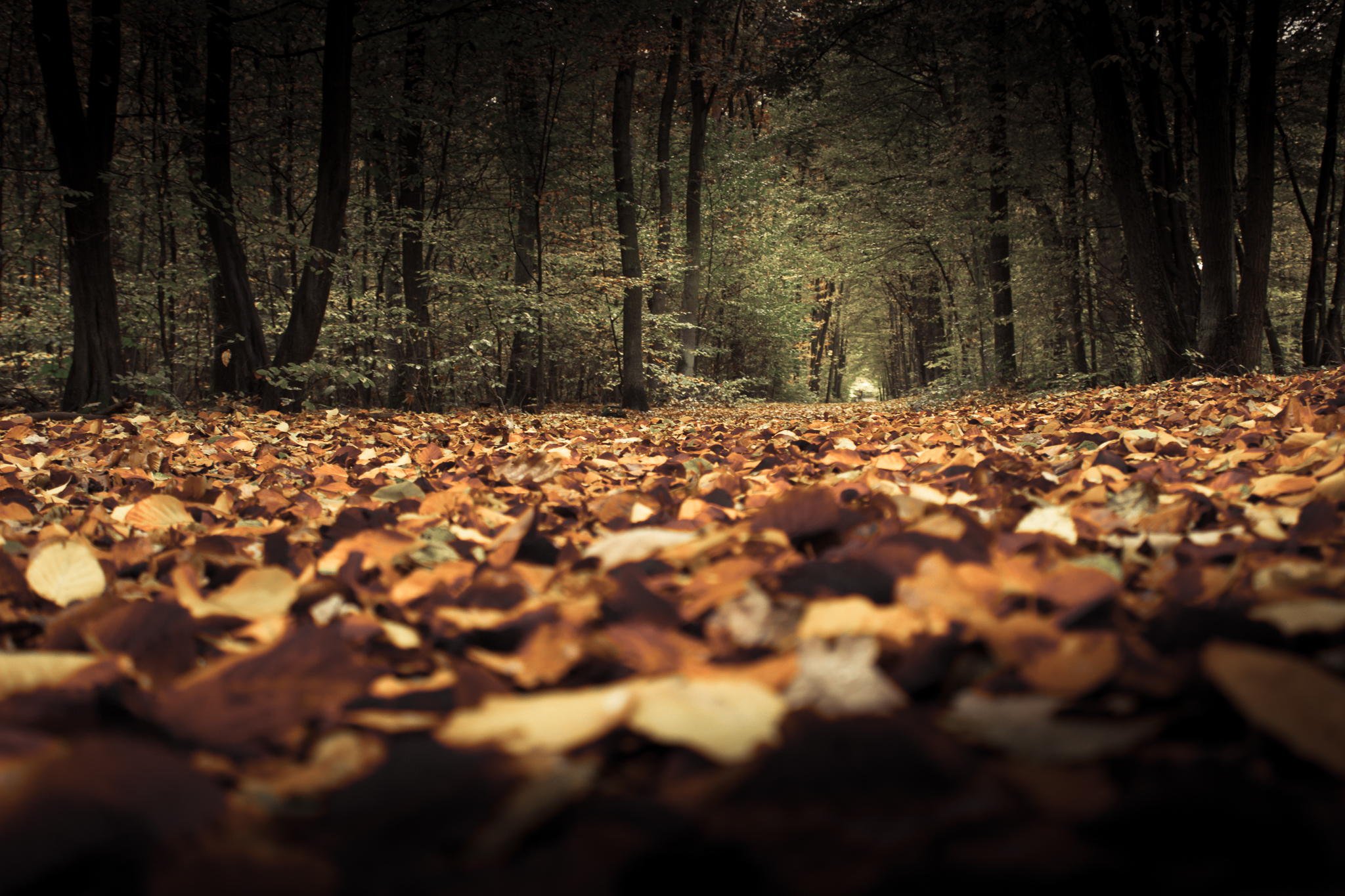 nature, Forest, Leaves, Tree, Beauty Wallpaper