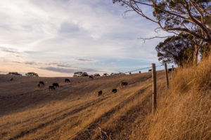 cow, Fence, Landscape