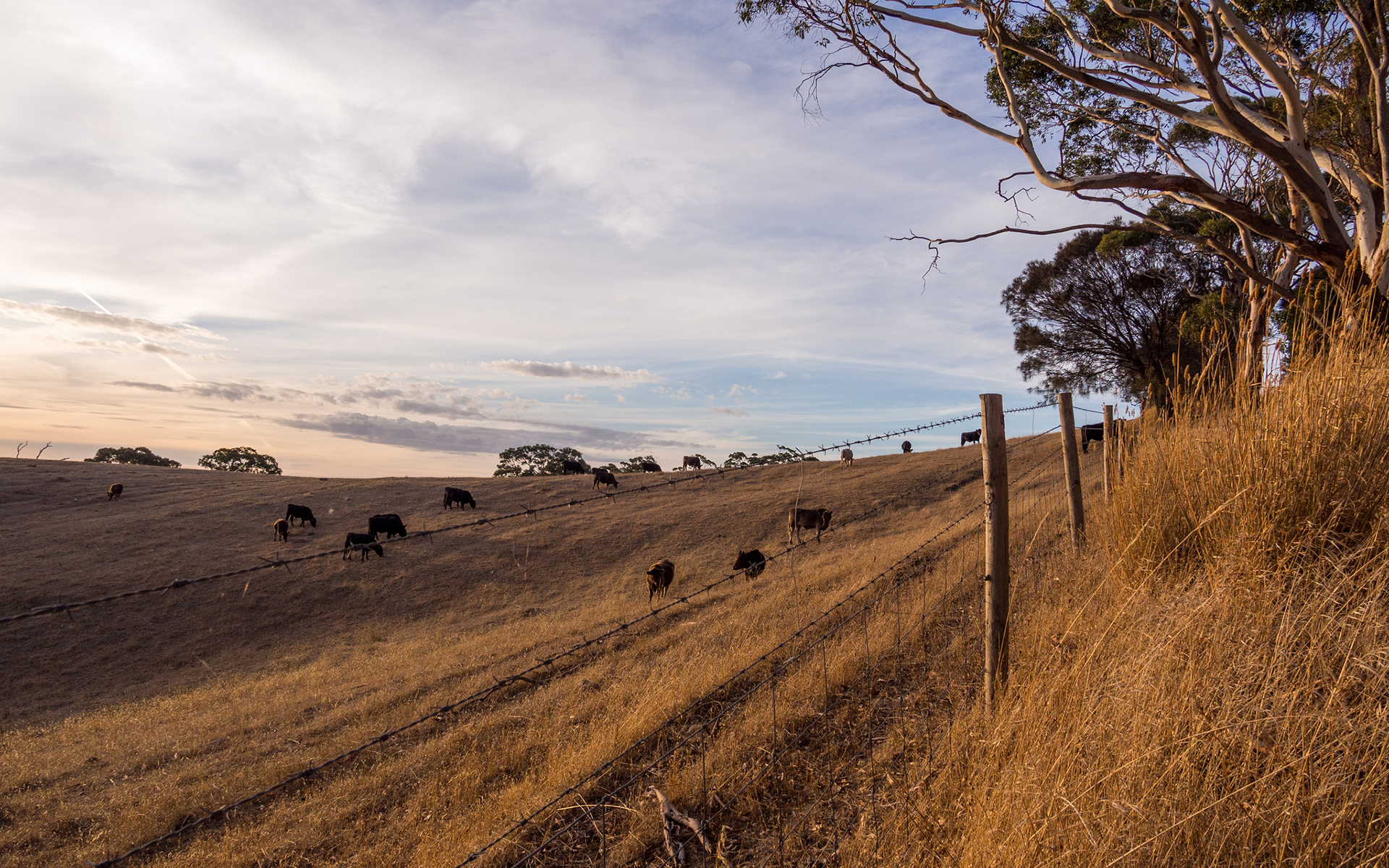 cow, Fence, Landscape Wallpaper