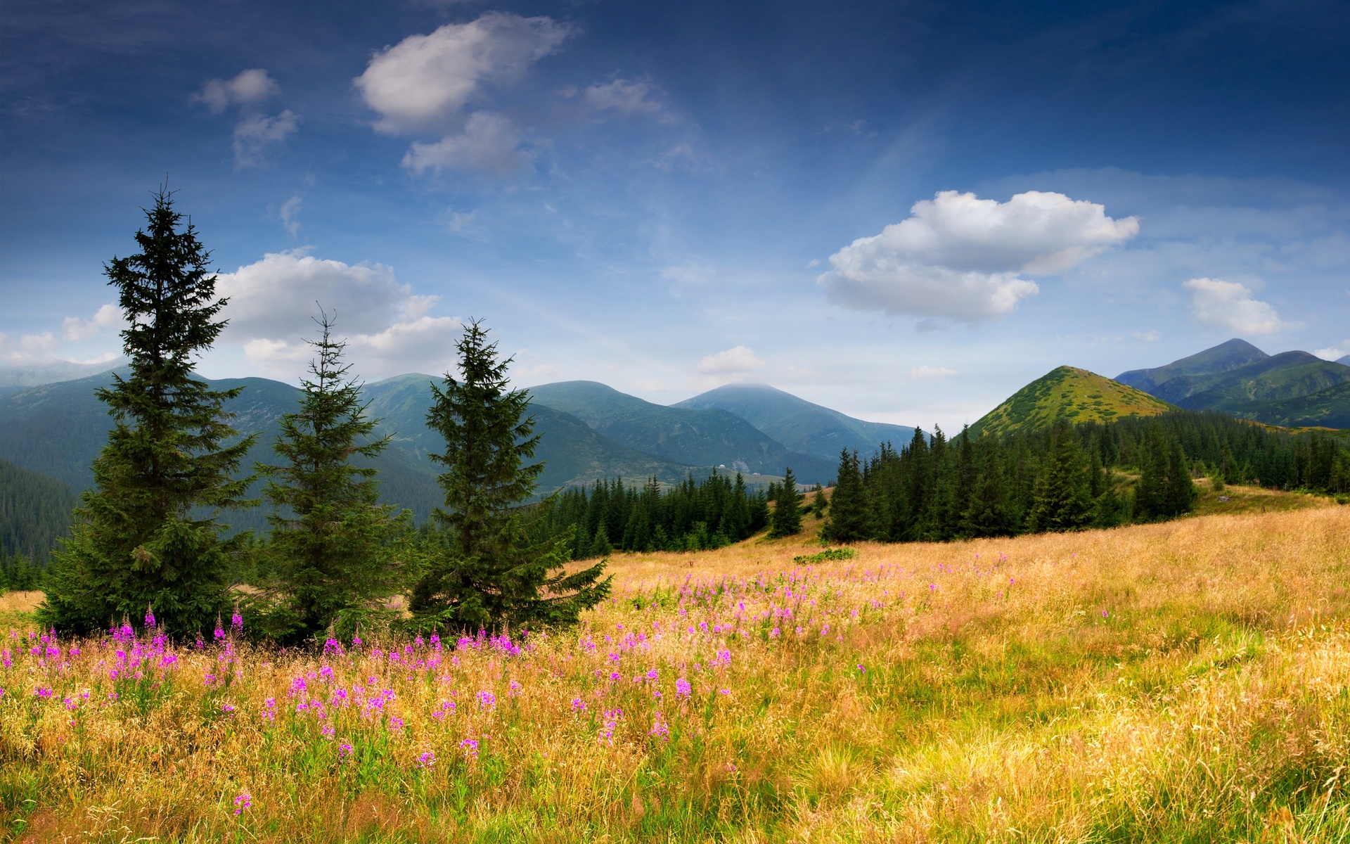 field, Mountains, Trees, Spruce, Trees, Grass, Flowers, Slope, Sky, Clouds, Nature, Flowers Wallpaper