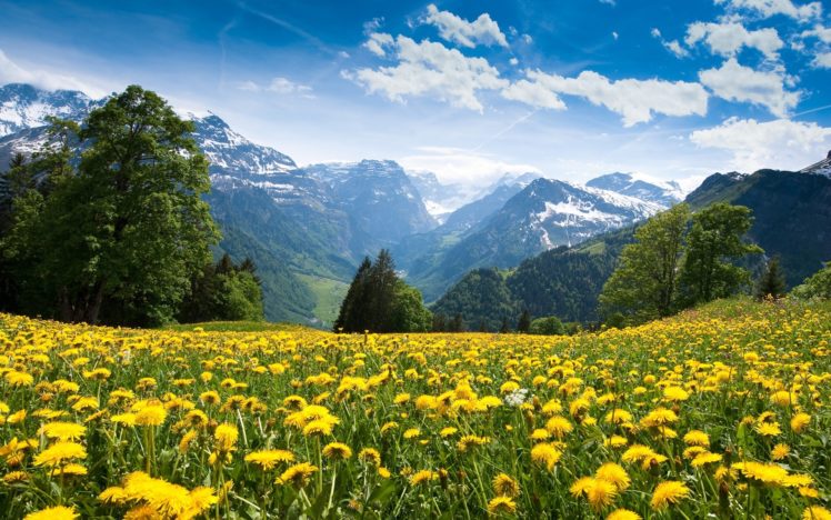 flowers, Landscapes, Mountains HD Wallpaper Desktop Background