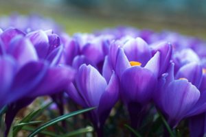 flowers, Spring, Purple, Crocuses