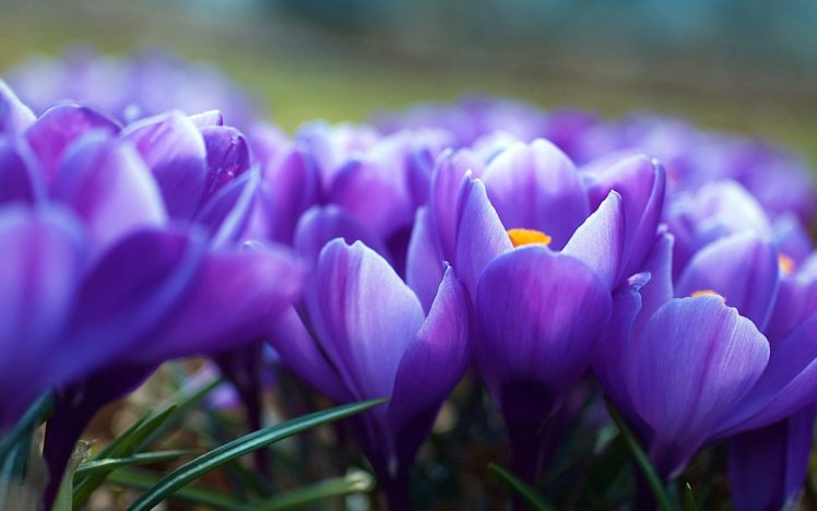flowers, Spring, Purple, Crocuses HD Wallpaper Desktop Background