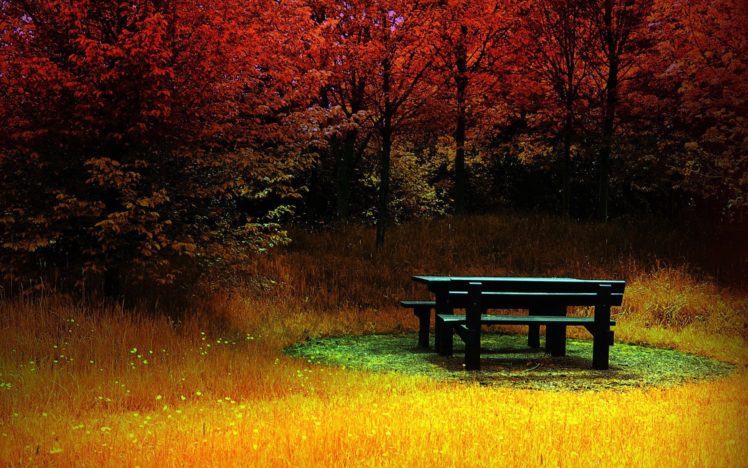 forest, Corner, During, Autumn HD Wallpaper Desktop Background