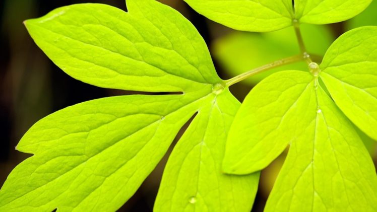 green, Drops, Dew, Leaf, Nature, Leaves HD Wallpaper Desktop Background
