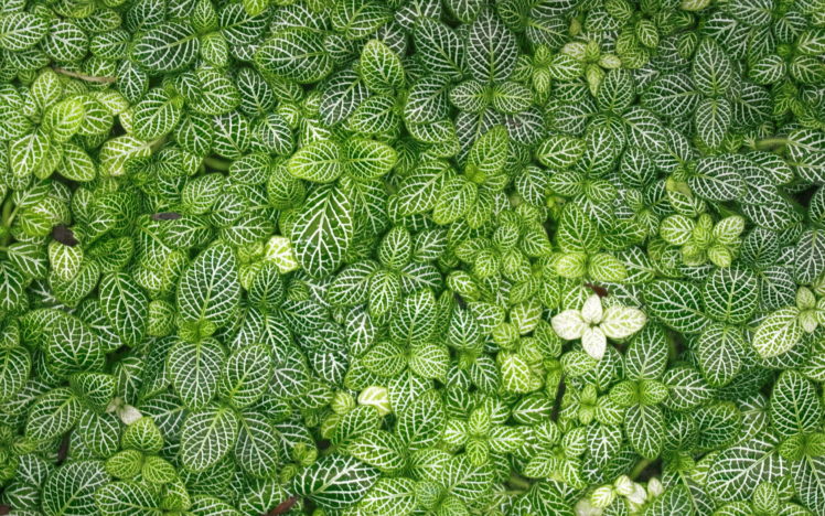 leaves, Grass, Green HD Wallpaper Desktop Background