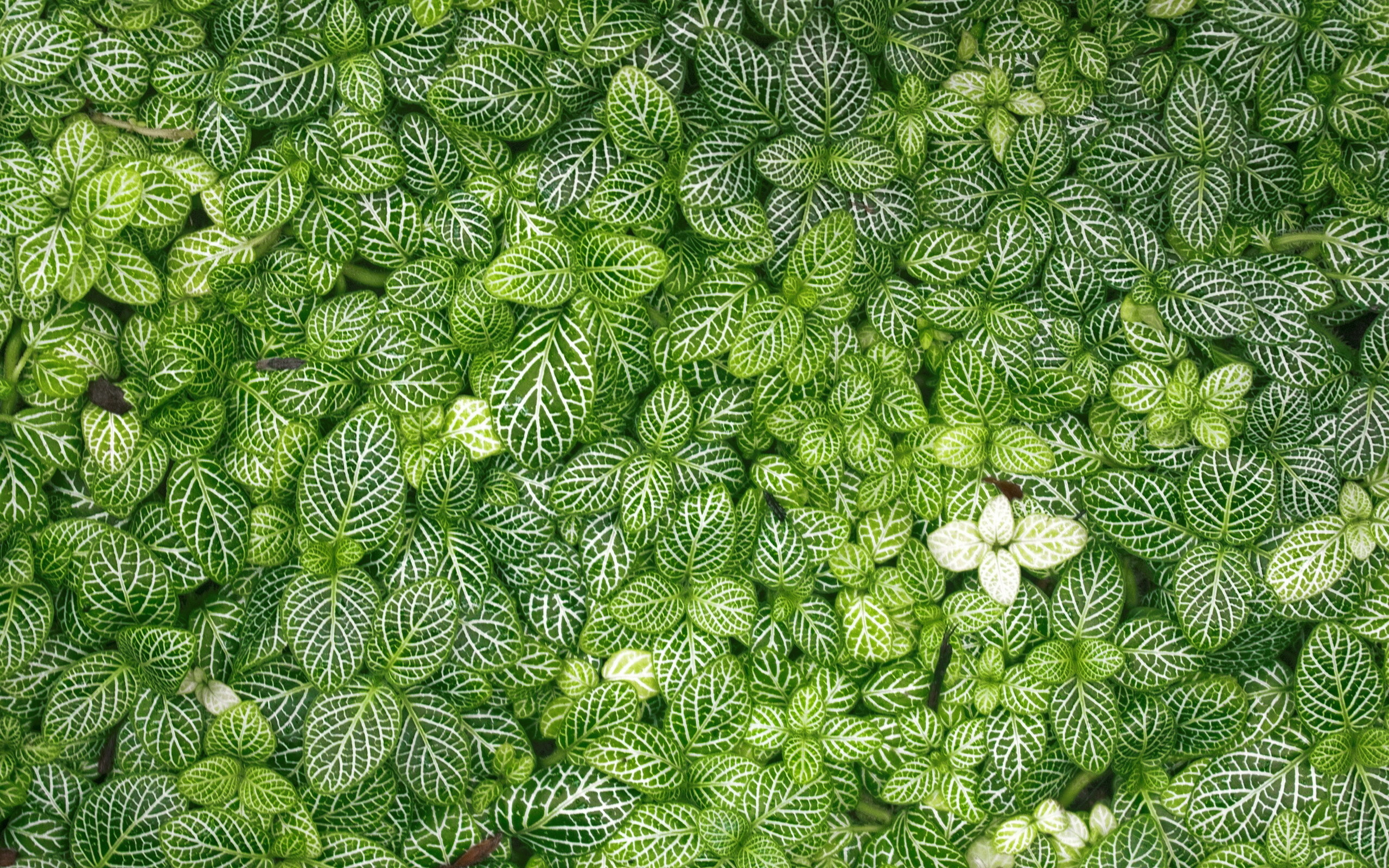 leaves, Grass, Green Wallpaper