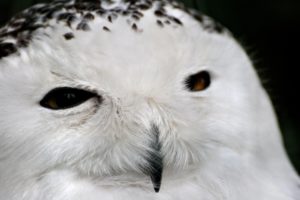 owl, White