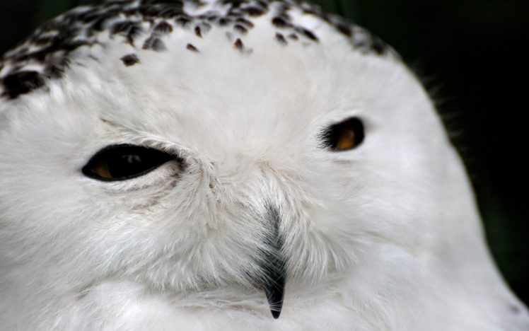 owl, White HD Wallpaper Desktop Background