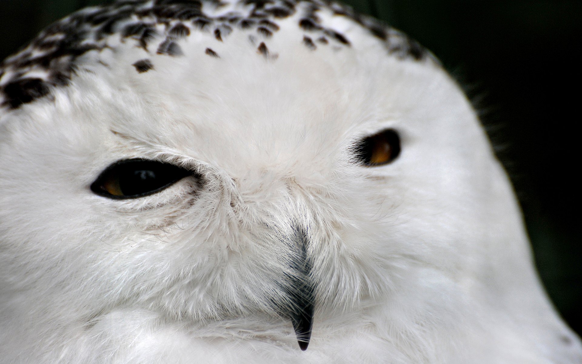 owl, White Wallpaper