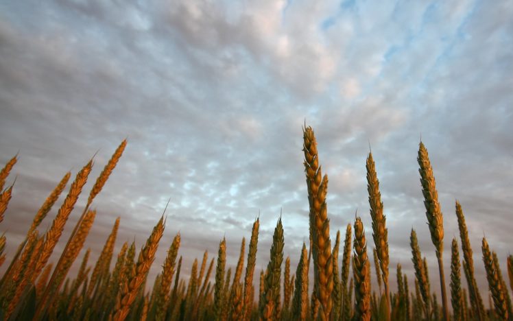 wheat, Farms HD Wallpaper Desktop Background