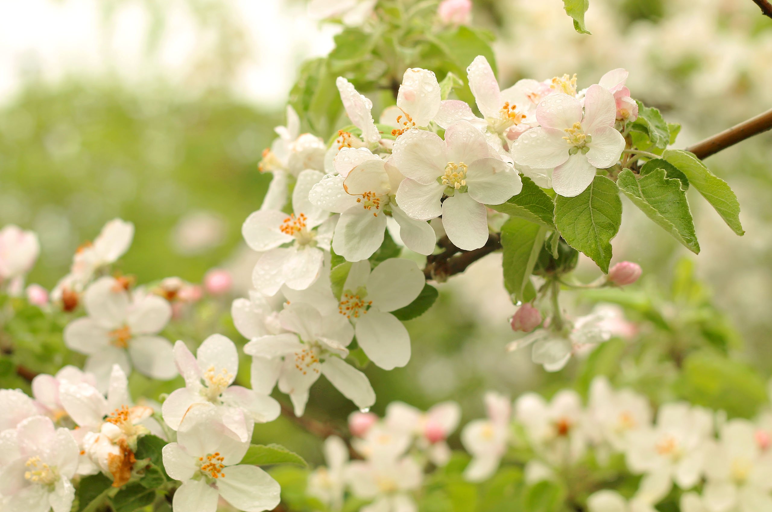 apple, Blossom, Flowering, Flowers, Spring, Tenderness Wallpaper