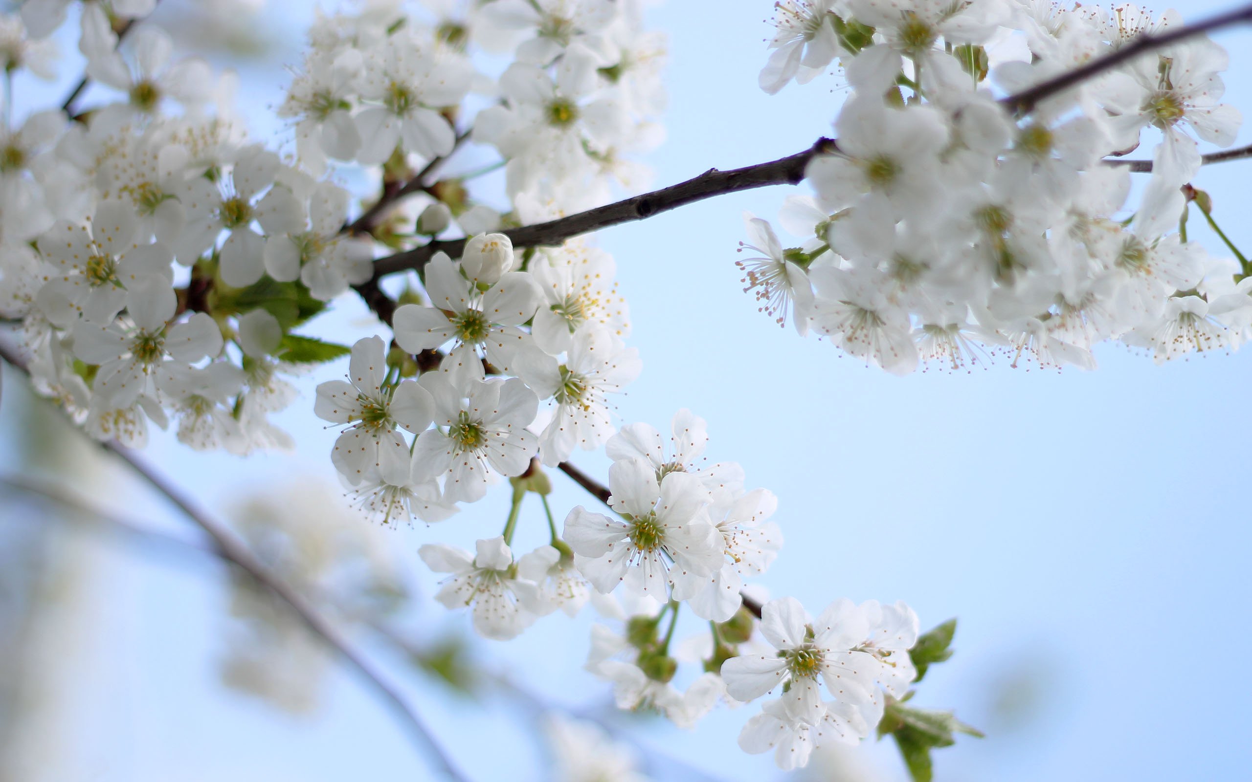 flowers, Blossom, Flowering, Cherry, Tree, Spring, Sky Wallpaper