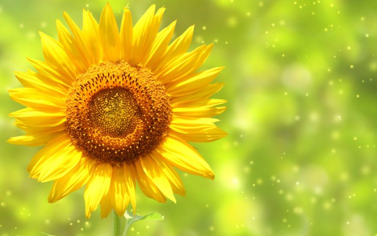 sunflower, Awesome HD Wallpaper Desktop Background