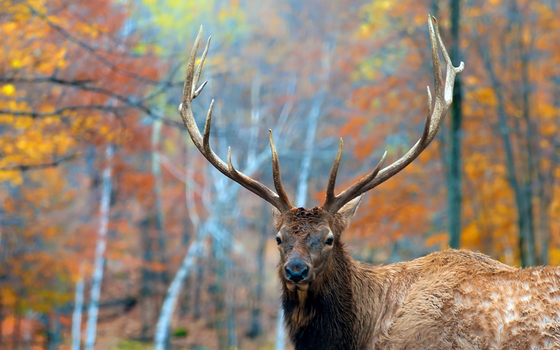 deer, Trees, Forest, Autumn Wallpaper