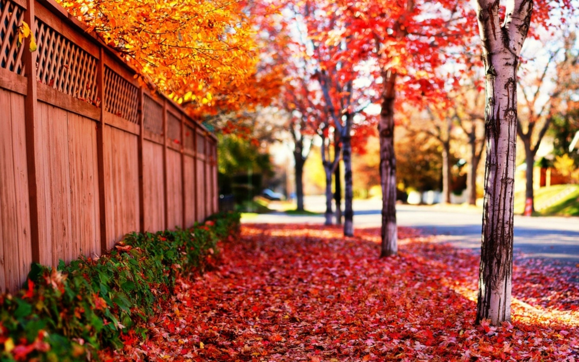 red, Leaves, Fall Wallpaper