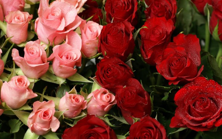 roses, Flowers, Drops, Bouquet HD Wallpaper Desktop Background