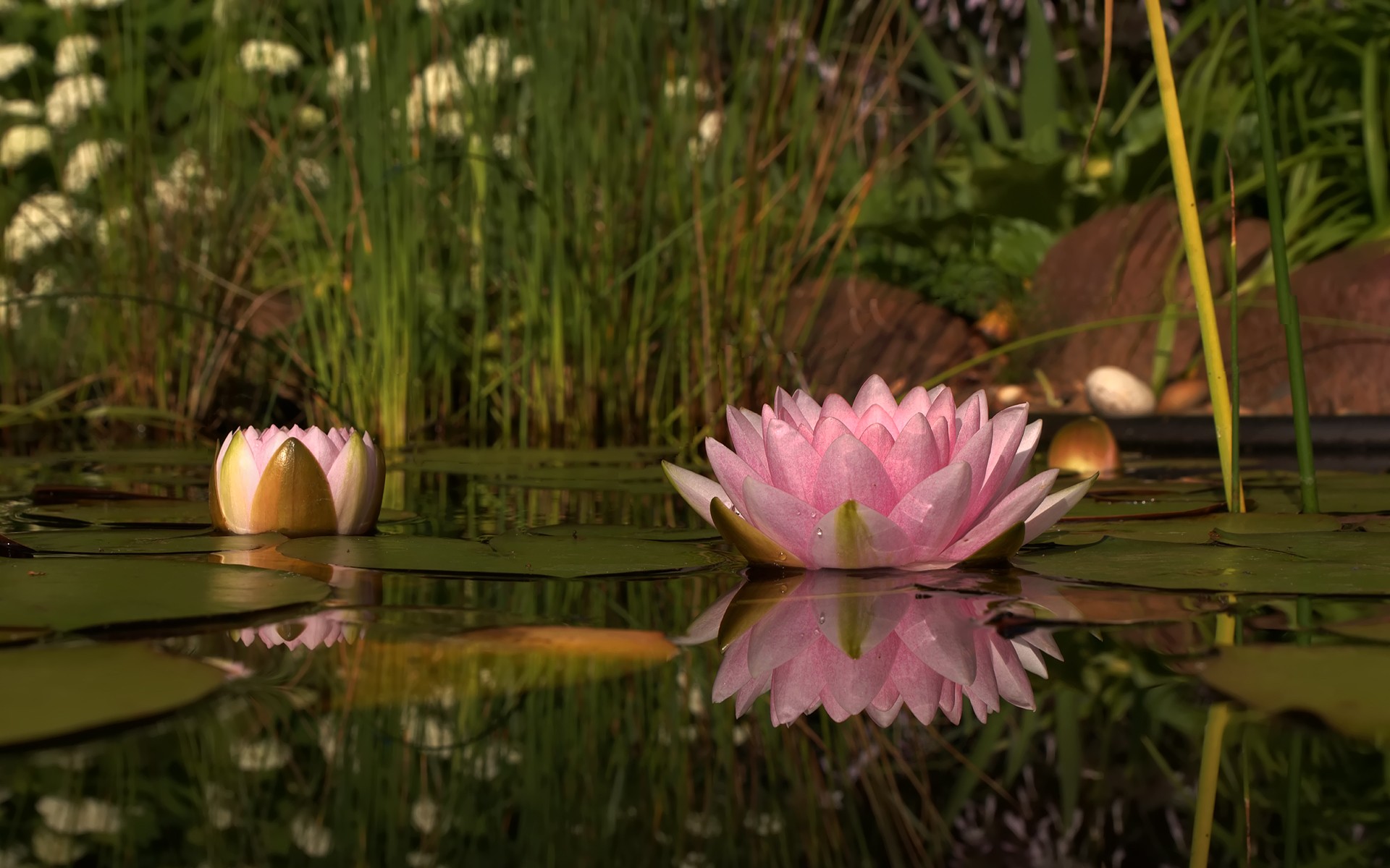 lotus, Flower Wallpaper
