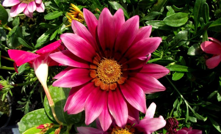 flower HD Wallpaper Desktop Background