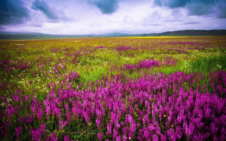 field, Flowers, Nature HD Wallpaper Desktop Background